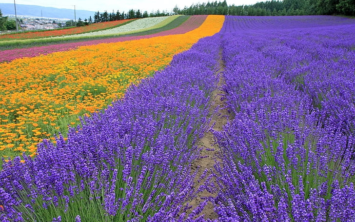 фиолетовая лаванда, поле цветов, лаванда, поле, цветы, деревья, ряды, HD обои
