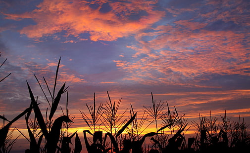 Campo di grano, carta da parati piante di mais, natura, sole e cielo, campo di grano, Sfondo HD HD wallpaper