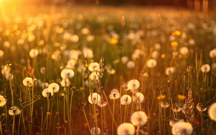 Sunset Maskrosfält, vita maskrosblommor i fotografi med selektiv fokus, Natur, blommor, fält, solnedgång, maskrosor, HD tapet
