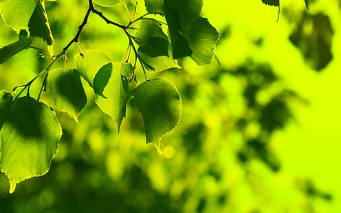 зелени листни дървета, зеленина, лято, листа, свежест, зелен, дърво, листо, пролет, листове, широкоекранен тапет, тапетите, пролетни тапети, тапети за десктоп, тапети за листа, тапети за листа, макро тапети, най-добрите тапети за вашия работен плот , скрийнсейвъри за вашия работен плот, зелени макро тапети, пролетни тапети, летни тапети, HD тапет HD wallpaper