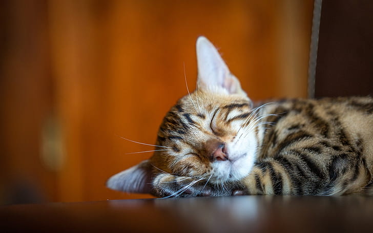 Carino gattino dorme, baffi, carino, gattino, dorme, baffi, Sfondo HD
