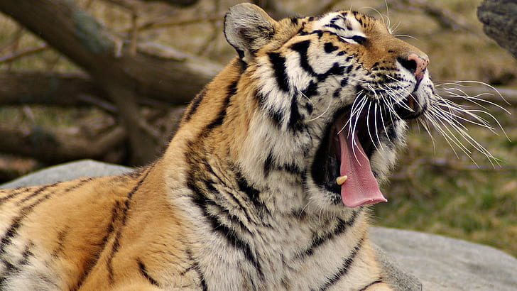 สัตว์แมวธรรมชาติเสือ, วอลล์เปเปอร์ HD