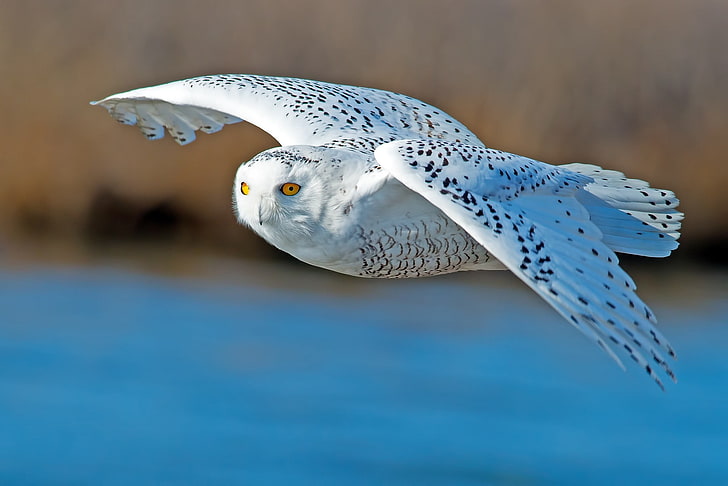 white and gray owl, owl, predator, bird, flying, HD wallpaper