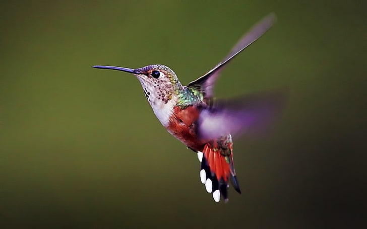 red and white humming bird, hummingbird, bird, background, flap, wings, HD wallpaper