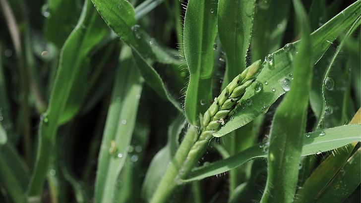 green wheat, nature, macro, water drops, HD wallpaper