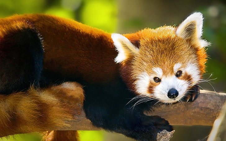 red panda, animals, red panda, HD wallpaper
