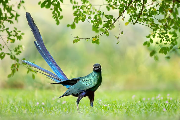 greens, grass, branches, background, bird, feathers, tail, Brilliant long-tailed Starling, HD wallpaper