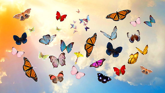 grupp fjärilar, fjäril, himmel, collage, photoshop, HD tapet HD wallpaper