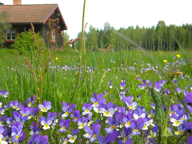 En été en Suède, arbres, maison, suède, nature, herbe, été, fleurs, 3d et abstrait, Fond d'écran HD