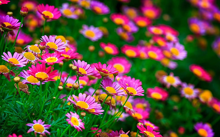 Red and pink flowers with yellow center HD Wallpapers For Desktop Laptop PC  and Mobile 3840×2400 | Wallpaperbetter