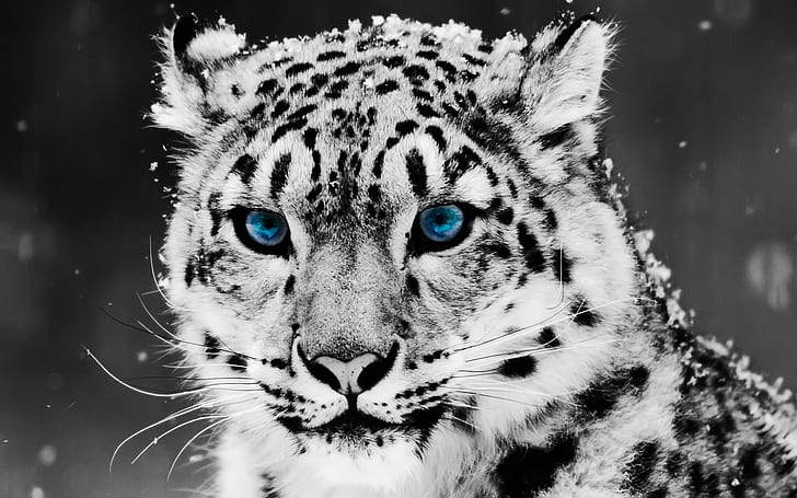 Snow Blue Eye Leopard, Компютри, Mac OS, синьо, животно, леопард, синьо око, HD тапет
