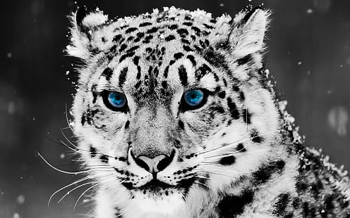 Kar Mavi Göz Leopar, Bilgisayar, Mac OS, mavi, hayvan, leopar, mavi göz, HD masaüstü duvar kağıdı HD wallpaper