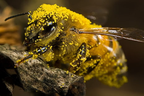 abelhas, pólen, HD papel de parede HD wallpaper