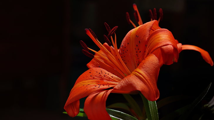 red flower, photography, flowers, lilies, HD wallpaper