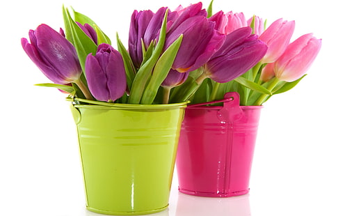 две фиолетовые и розовые тюльпаны центральные цветы, цветы, тюльпаны, горшки, ведро, HD обои HD wallpaper