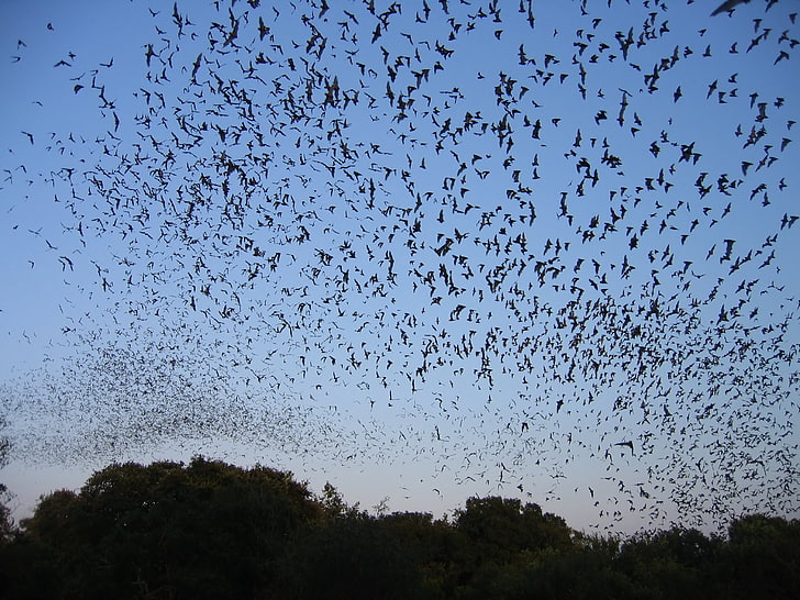 Bat, bats, Chiroptera, flock, Mammal, Swarm, HD wallpaper