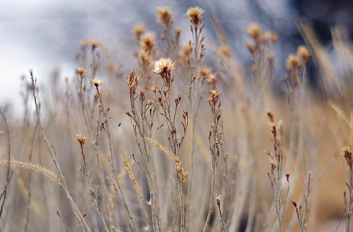 braune Blütenblätter in selektiven Fokus Fotografie, Natur, Pflanzen, Fokus, Unschärfe, trocken, Gras, Bokeh, HD-Hintergrundbild