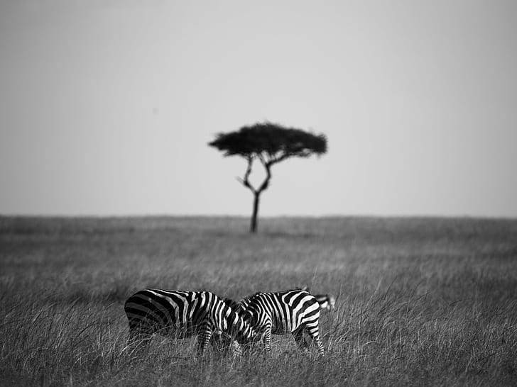 foto en escala de grises de dos cebras en campo de hierba lineal, escala de grises, foto, cebras, lineal, hierba, campo, safari, mamífero, vida silvestre, arbusto, masai mara, big 5, león, cebra, búfalo, áfrica, safari Animales, naturaleza, sabana, animales en estado salvaje, animal, llanura, área silvestre, rayas, reserva de vida silvestre, kenia, África oriental, parque nacional serengeti, estepa, color negro, parque nacional, tanzania, Fondo de pantalla HD
