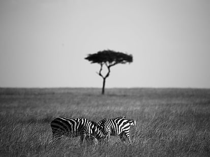 gråskalefoto av två zebror på linjärt gräsfält, gråskala, foto, zebror, linjärt, gräs, fält, safari, däggdjur, djurliv, buske, masai mara, big 5, lejon, zebra, buffel, afrika, safari Djur, natur, savannah , djur i naturen, djur, slätt, vildmarksområde, randig, djurlivsreservat, kenya, östra Afrika, serengeti nationalpark, stäpp, svart färg, nationalpark, tanzania, HD tapet HD wallpaper