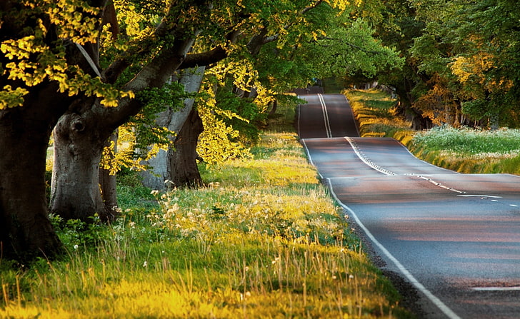 Красивая дорога HD обои, серая бетонная дорога, природа, пейзаж, красивая, дорога, HD обои