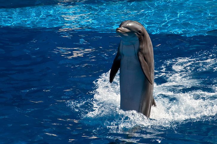 delfín nariz de botella, agua, delfín, sonrisa, Fondo de pantalla HD