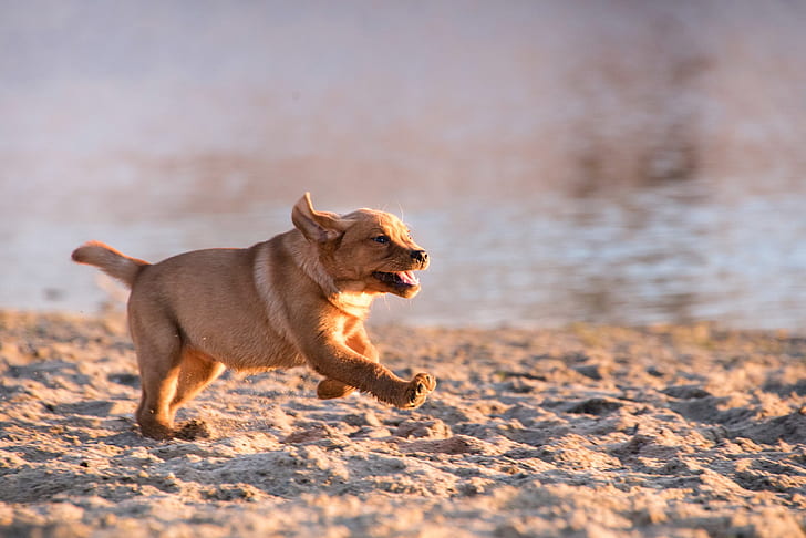 วิ่งสุนัขสัตว์, วอลล์เปเปอร์ HD