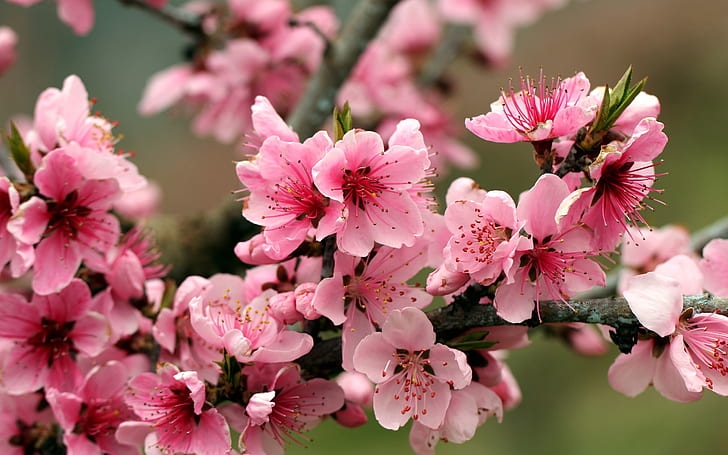 Пролет, ябълково дърво, розови цветя, розови цветя, пролет, ябълка, дърво, розово, цветя, цветове, HD тапет