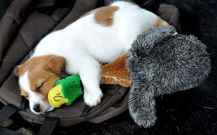 Lindo perrito durmiendo, perrito, pato, juguete, Fondo de pantalla HD