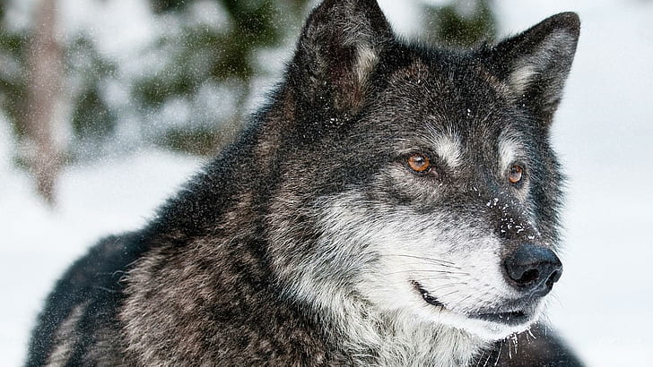 Wolf Winterwald, schwarzer und grauer Wolf, Bäume, Lobo, Schnee, wild, Wolf, Wölfe, Winter, gefährdet, Tiere, HD-Hintergrundbild