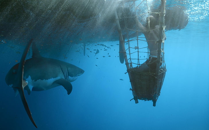 Movie, Kon-Tiki, Ocean, Shark, Underwater, HD wallpaper
