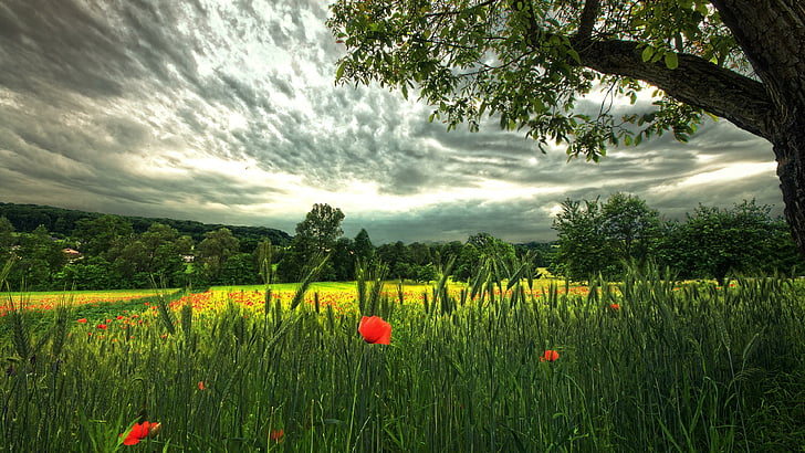 gandum, ladang, bunga poppy, apiun, ladang gandum, langit, pohon, awan, Wallpaper HD