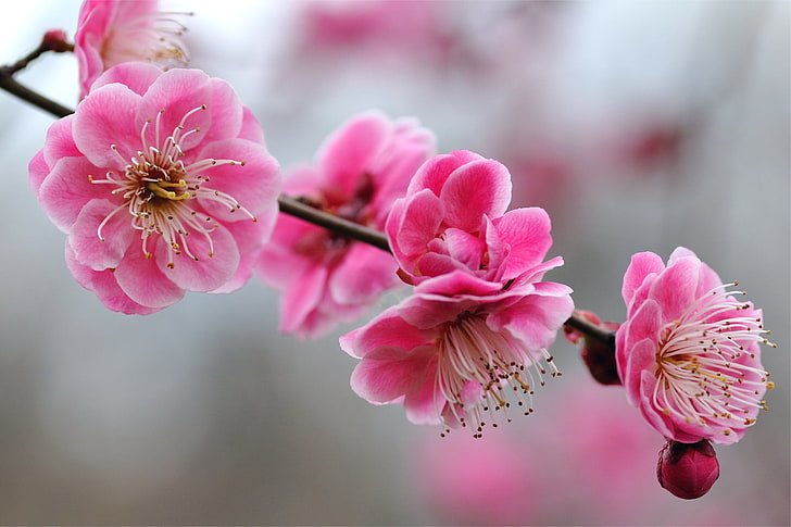pink cherry blossom flowers, macro, flowers, sprig, tree, bright, focus, blur, branch, petals, Pink, apricot, buds, HD wallpaper