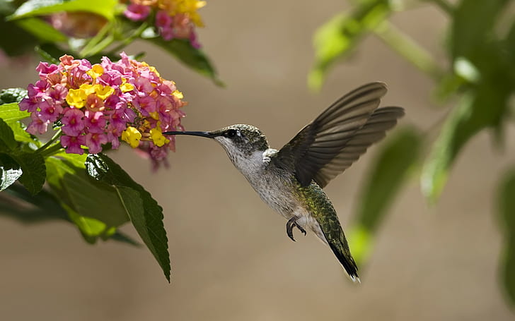 birds, flowers, hummingbirds, leaves, nectar, sunny, HD wallpaper