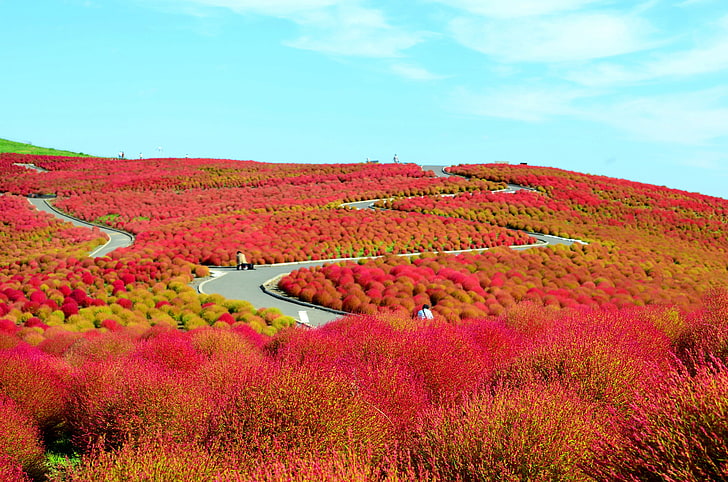 field, flowers, hills, Japan, the bushes, National seaside Park Hitachi, Hitachinaka, Ibaraki Prefecture, HD wallpaper