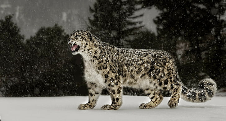 Снежен леопард, снежен леопард, животно, природа, зима, HD тапет