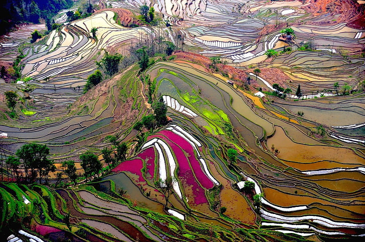 terraced field, rice paddy, HD wallpaper