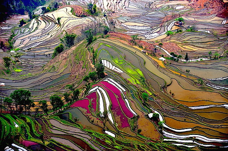 terraced field, rice paddy, HD wallpaper HD wallpaper
