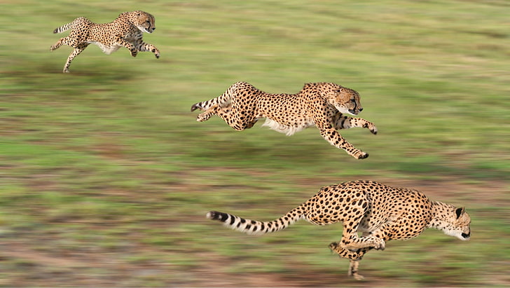 zwierzęta, gepardy, bieg, rozmycie ruchu, Tapety HD