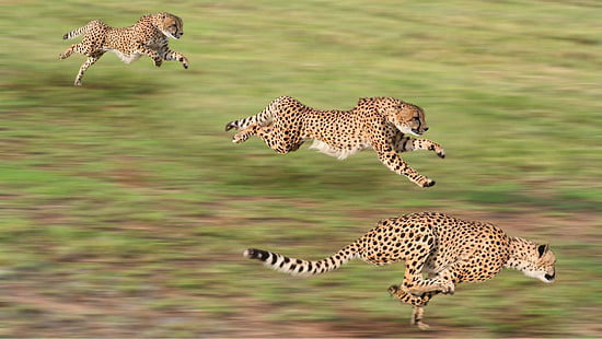 животные, гепарды, бег, размытость, HD обои HD wallpaper