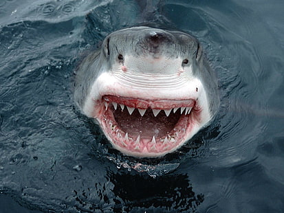 Great White Shark, smiling, fish, animals, HD wallpaper HD wallpaper