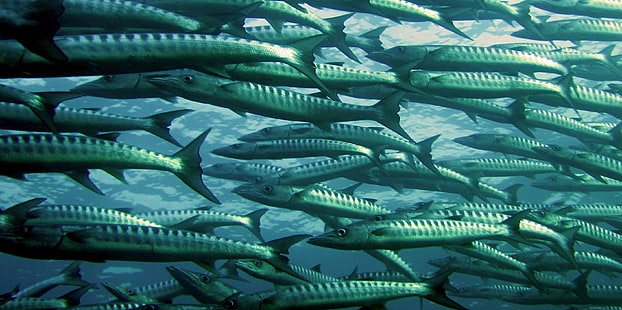 barracuda, fish, ocean, school of fish, sea, underwater, HD wallpaper HD wallpaper
