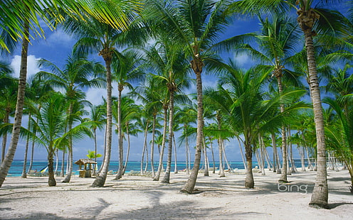 bing microsoft Bing's Best 3 Nature Beaches HD Art، bing، windows7theme، microsoft، palm، palmms، بحث، خلفية HD HD wallpaper