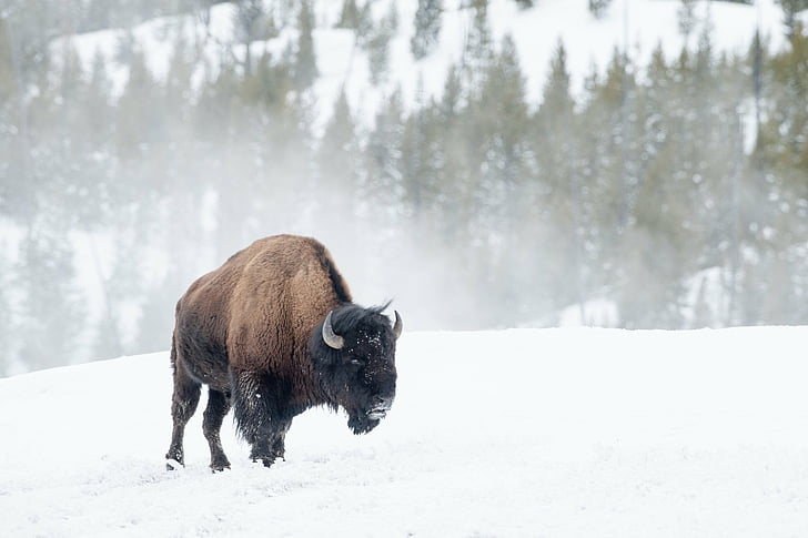 Animal, Bisonte americano, Nieve, Fauna silvestre, Invierno, Fondo de pantalla HD