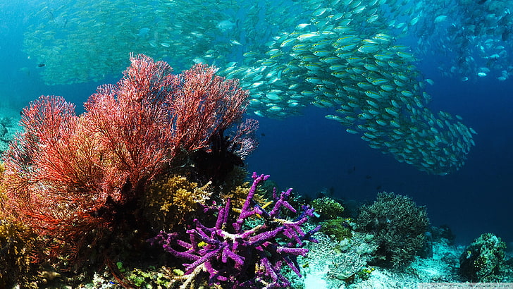 خلفيات الأسماك الاستوائية ، قاع المحيط المرجاني، خلفية HD