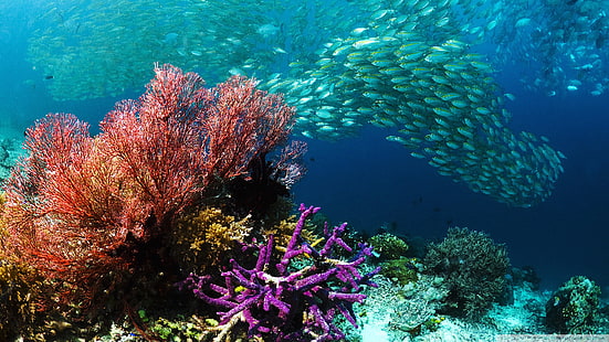 ปลาเขตร้อนวอลเปเปอร์ HD ด้านล่างของ Coral Ocean, วอลล์เปเปอร์ HD HD wallpaper