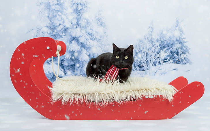 winter, cat, look, snow, red, background, black, new year, Christmas, ate, scarf, lies, fur, sleigh, snowfall, looks, photoshoot, green-eyed, woods, slide, HD wallpaper