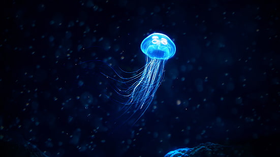 Рыбы, Медузы, Синие, Светящиеся Медузы, HD обои HD wallpaper