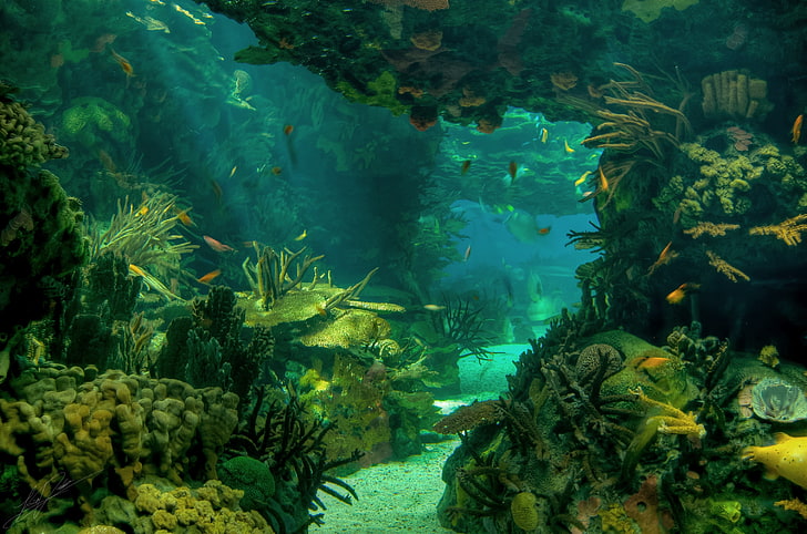 ilustrasi laut hijau, laut, dasar laut, pemandangan, Wallpaper HD
