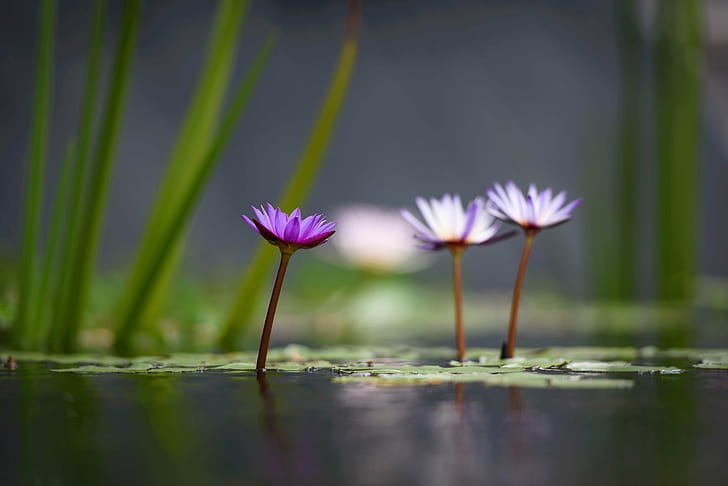 white and purple Lotus Flower selective photography, lotus flowers, lotus flowers, Lotus Flowers, white, purple, Lotus Flower, selective, photography, Nature, Pond, Water Lily, plant, flower, lotus Water Lily, petal, summer, flower Head, leaf, beauty In Nature, close-up, HD wallpaper