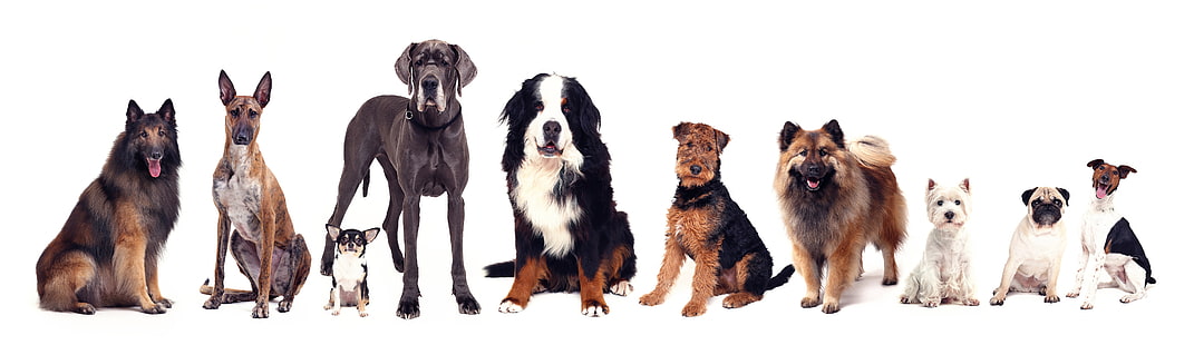 แพ็คสุนัข, พาโนรามา, สุนัขจำนวนมาก, สายพันธุ์ที่แตกต่างกัน, วอลล์เปเปอร์ HD HD wallpaper